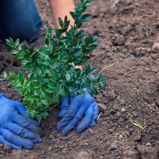 gardener-planting-a-shrub-in-a-garden-2021-08-30-02-23-55-utc